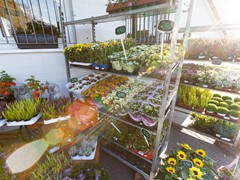 Solefleur - Eröffnung in Bad Liebenstein - EDEKA neukauf Maik Blaufuß