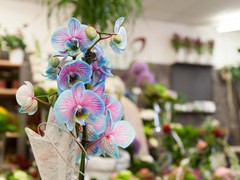 Solefleur - Eröffnung in Bad Liebenstein - EDEKA neukauf Maik Blaufuß